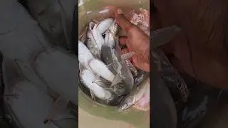കൂരി വേട്ട #shortsfeed #fishingshortvideo #alappuzha #beach #feed #feedshorts #fishingvideo #feed