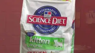 Kitten Care : Weaning Kittens