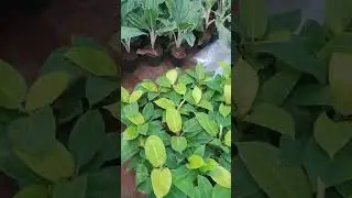 Aglonima || indoor plants || garden bliss