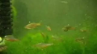 Danio Roseus