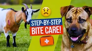 How to Treat a Goat After a Dog Bite? | Treatment & Aftercare | Goat Care