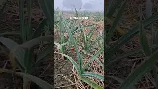 g1 garlic future, g1 garlic k paty peely, g1 garlic in pakistan