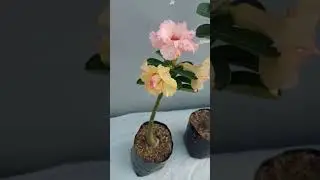 Adenium Original Hasil Silangan Sendiri #shorts