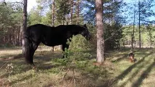Verhalten Pferde - Wildpferdestute - Pferde im Wald