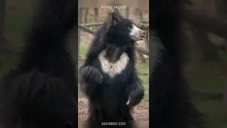 This is the REAL DEADLIEST bear! 🐻 #slothbear