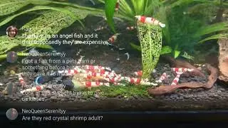 Live streaming of Gary's Fish Room