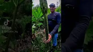 Nalcas