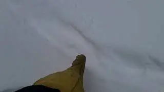 Ninety Seconds of Nature - Bird Tracks