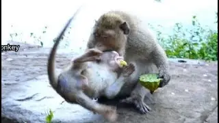 OhMygod! Leyla very nasty steal food Lucas & bite more make my poor Lucas cry so angry