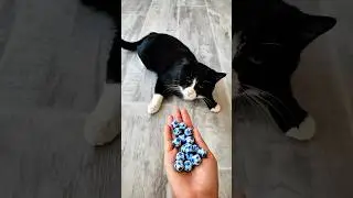 Funny Cat Tommy😻 with Balls 🔵|Satisfying Reverse ASMR #shorts