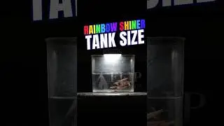 Rainbow Shiners Aquarium Setup | Rainbow Shiner Tank Size