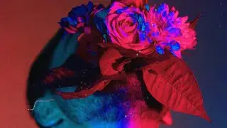 Haggard Cat - I Hate It Here (Official Video)