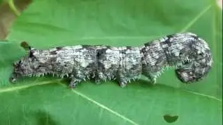 Underwing Moth Caterpillar (Erebidae: Catocala) Close-up