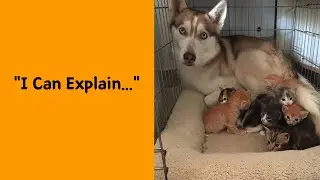 50 Dogs Who Had No Idea They Were Being This Funny