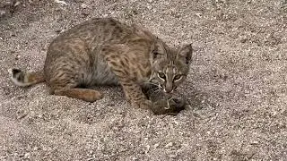 Lynx or Baby Bobcat Killing Large Rat for his morning meal.  AMAZING!!! - Tucson Arizona - ECTV