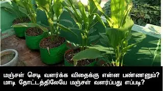 பொங்கலுக்கு வாங்கிய மஞ்சள் குலையில் இருந்து நம்ம மாடி தோட்டத்திலேயே மஞ்சள் செடி வளர்ப்பது எப்படி?