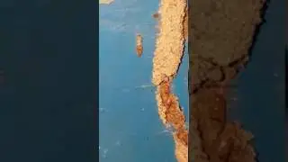 Mud Tubes Of Sebterranean Termites - Pest Control Singapore