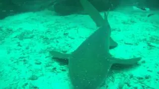 Belize Shark Dive