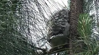 Barred Owls of Midtown Tulsa