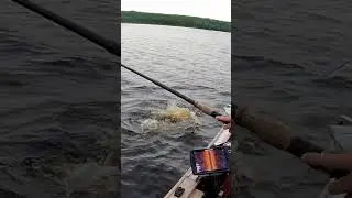 UNEXPECTED TOPWATER BITE!! #musky #fishing #topwater #bigfish