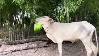 Bucows is back #cow #mattel #crossing #breeding #reels #buffalo #bull #bullet