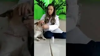 Como administrar medicamentos via oral em cães