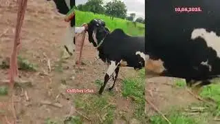  86003 82152 కోడెలు అమ్మబడును మహారాష్ట్ర bulls for maharastra पड़े महाराष्ट्र विक्री अहे 