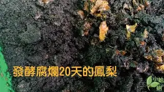 （蚯蚓養殖）發酵腐爛20天的鳳梨變成怎樣了@蚯蚓堆肥