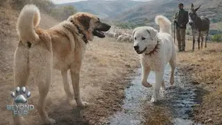 Are Akbash and Anatolian Shepherd the Same?-Two Names, One Land or Two Different Guardians?