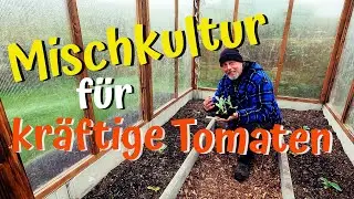 Mischkultur für kräftige Tomaten / die Vielfalt im Gewächshaus