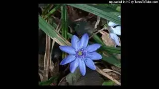 Floare albastră - Mihai Eminescu