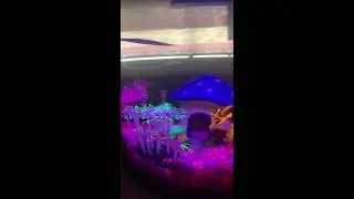 Ghost Shrimp & Betta Fish tank mates