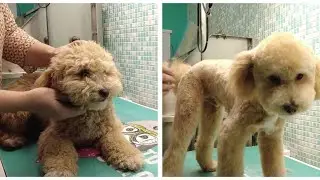 Maltipoo Calm Grooming Transformation | ASMR