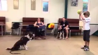 Alpha dog training plymouth