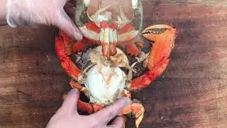 How To Clean A Spanner Crab