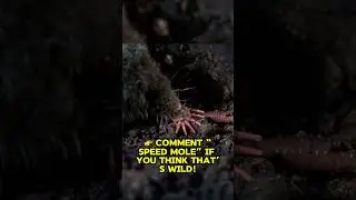 The Fastest Eater on Earth #FastAnimals #StarNosedMole #NatureFacts