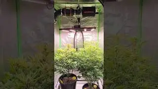 Update - Pflanze ohne Topping | Spider Farmer & Fastbuds Grow #shorts #plants #growlights