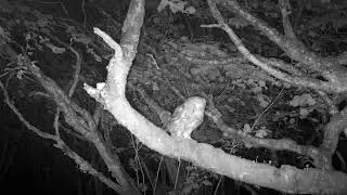 Tawny Owl Adventures: From Hunting On The Ground To Movement Spotting From The Tree. Isle of Skye