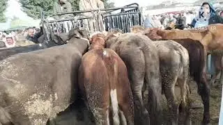 أسعار أسواق البحيره مع عروض البحيره أسمع الفيديو للنهايه واستفيد من الأسعار الحقيقيه 