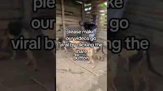 #StrayPaws #viral #donate