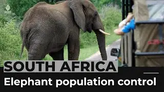 South Africa works to control Kruger Park's elephant population
