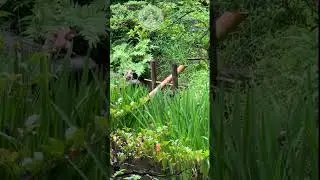 Sounds of shishi odoshi and rain in a Japanese garden on a rainy day - Positive Energy