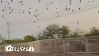 Check out the Phoenix bat cave