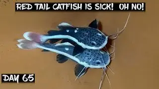 Day 65 - Red Tail Catfish is Sick!  Oh No!