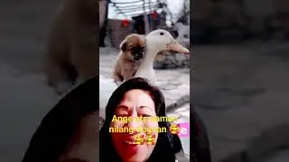 #duckdog #dog #duck #cute #duckfamily #funny #ducklove #animals #dogandduck #asmr #remix