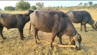 BUFFALO FARMING 🦬 // SHEEPS// devender sai //