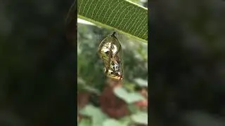 butterfly pupa stage | chrysalis | shorts | #shorts #butterfly #chrysalis  #pupa #ytshorts #4k