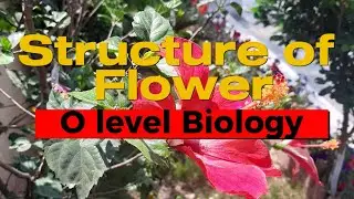 O Level Biology Masterclass 🌸 | Flower Structure Explained by a 30+ Year Teaching Legend!