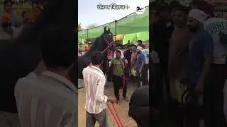 punjab singar stallion