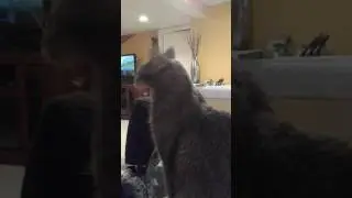 Is this feline hyperesthesia?